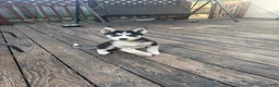 Siberian Husky dogs for sale: Princess - Ad 11
