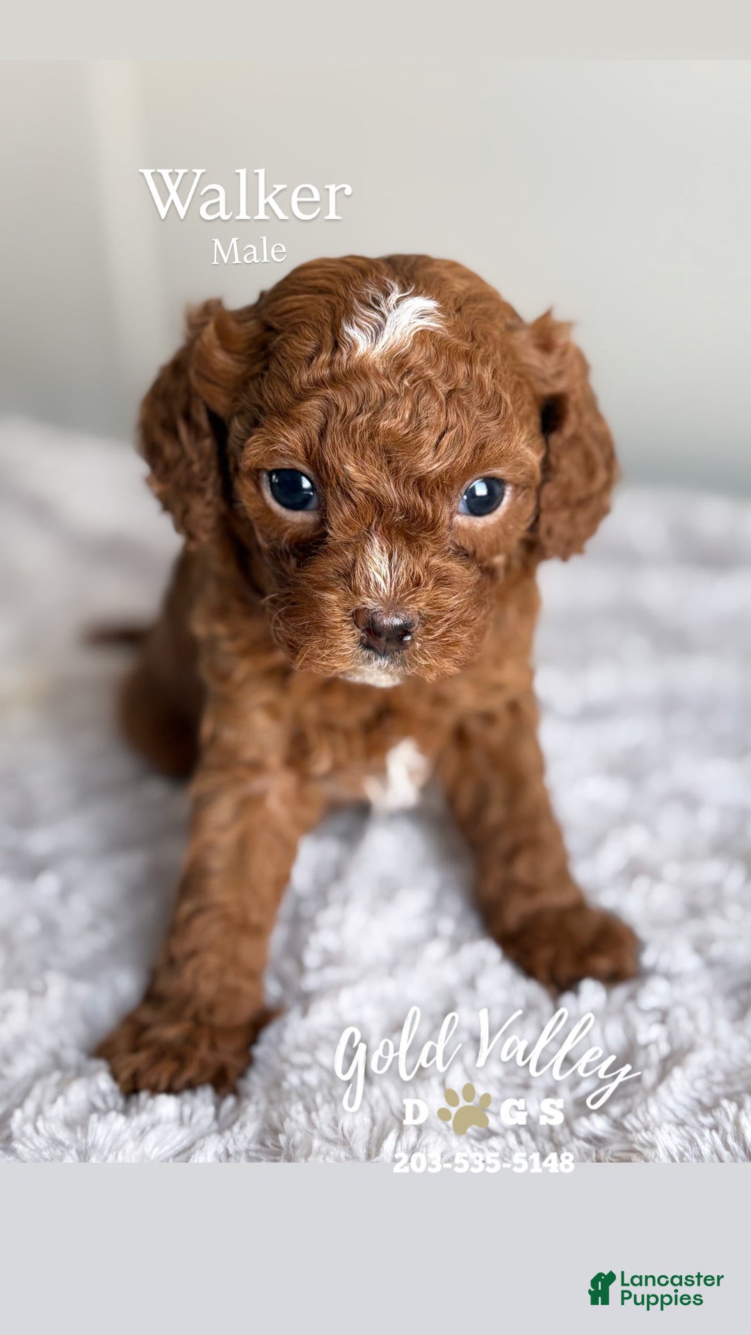 Cavapoo dogs for sale: WALKER  - Ad 1