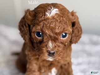 Cavapoo dogs WALKER - Ad 40