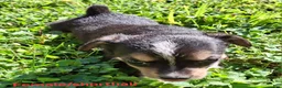 Mixed Breed dogs for sale: Mixed Breed Puppy 2 - Ad 2