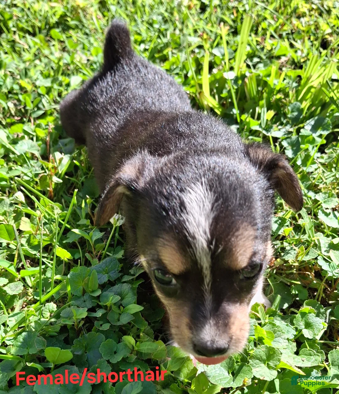 Mixed Breed dogs for sale: Mixed Breed Puppy 2 - Ad 2