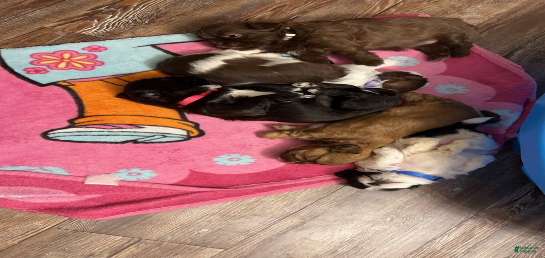 Gallery Image {{count}}