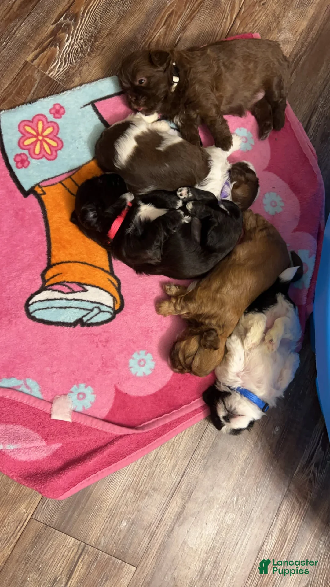 Gallery Image {{count}}