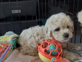 Cockapoo dogs Cockapoo Puppy 2 - Ad 1