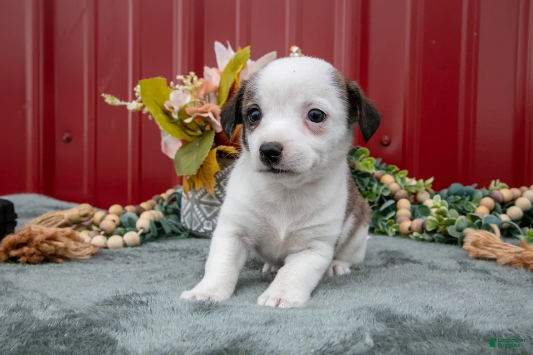 Jack Chi dogs for sale: Lainey - Ad 1