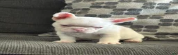 French Bulldog dogs for sale: Pinkey  - Ad 19