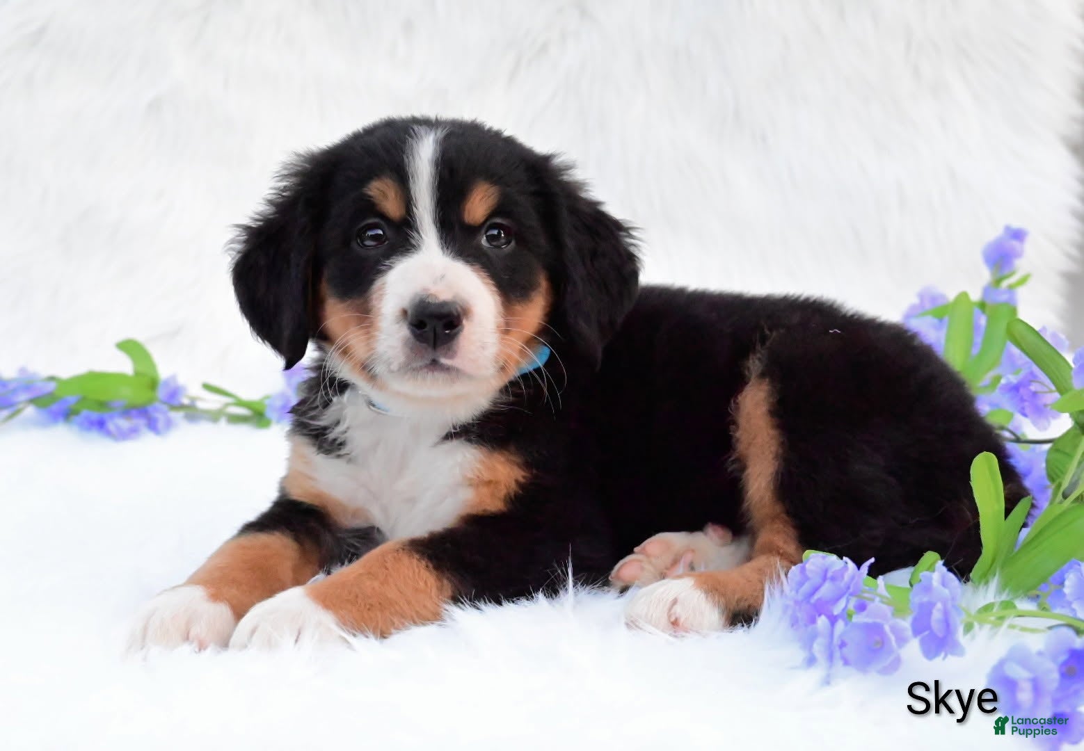 Bernese Mountain Dog dogs Skye  - Ad 2