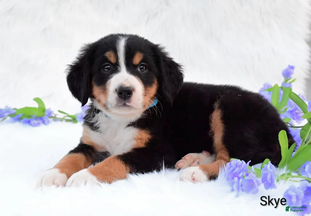 Bernese Mountain Dog dogs for sale: Skye  - Ad 2