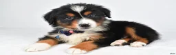 Miniature Australian Shepherd dogs for sale: Kip - Ad 7
