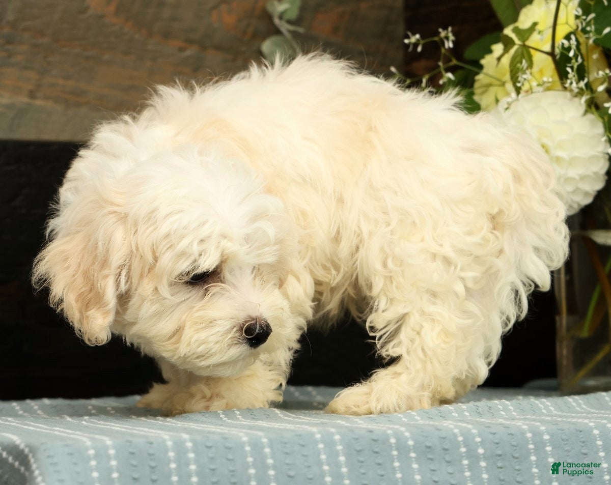 Havanese dogs Gavin - Ad 2
