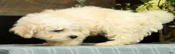 Havanese dogs for sale: Gavin - Ad 2