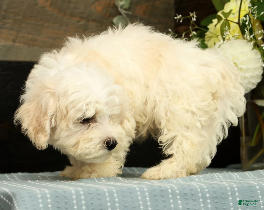 Havanese dogs for sale: Gavin - Ad 2