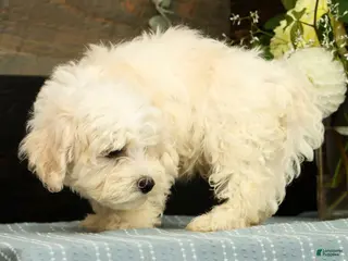 Havanese dogs Gavin - Ad 2