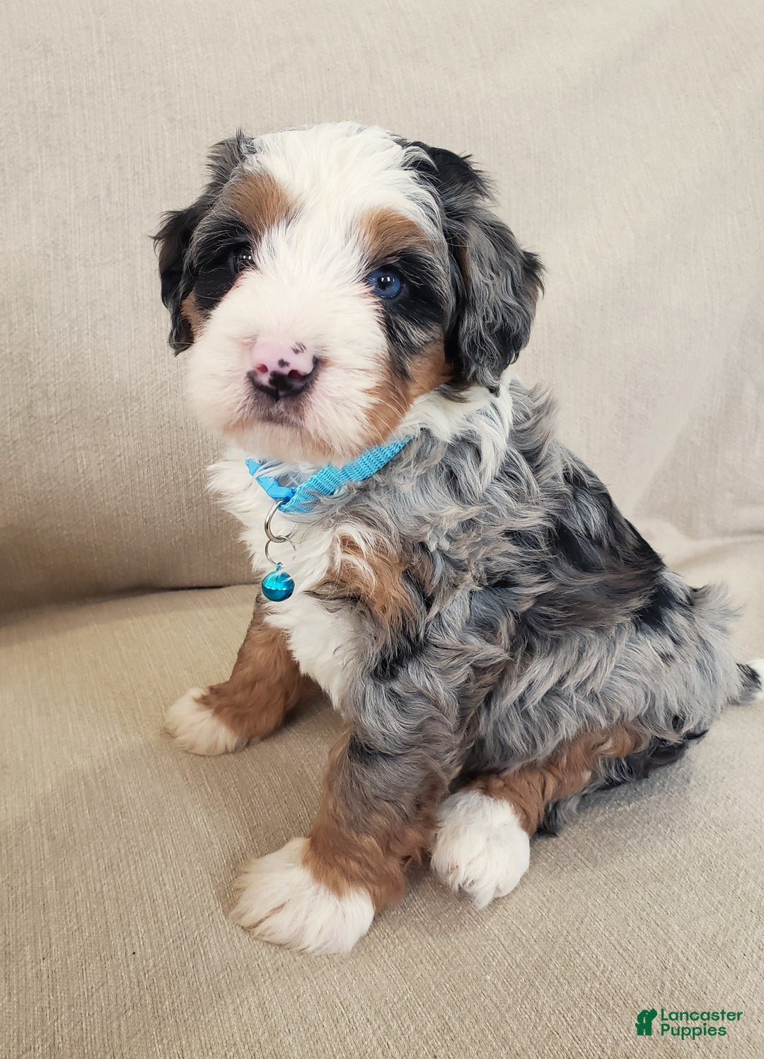 Mini Bernedoodle dogs for sale: Axel - Ad 3