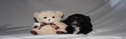 Mixed Breed dogs for sale: Fifi - Ad 5