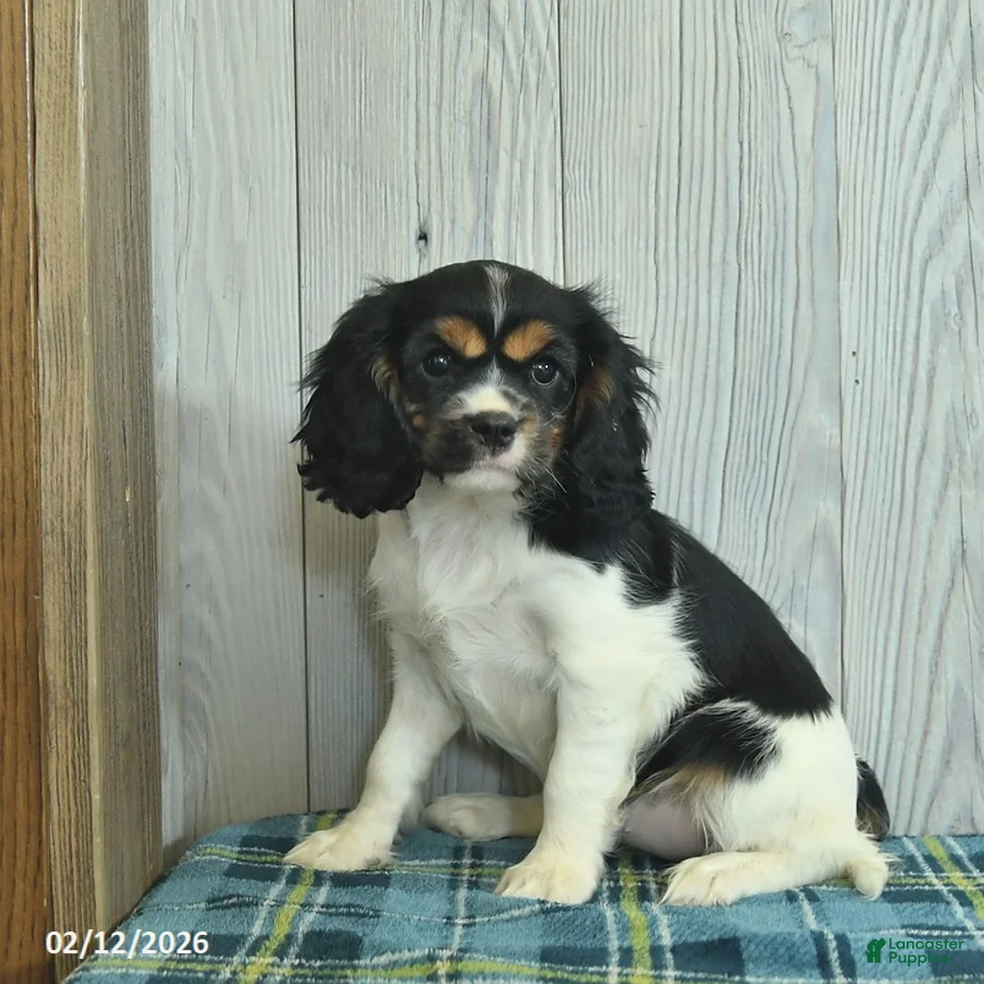 Cavalier King Charles Spaniel dogs for sale: Brook  - Ad 3