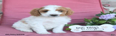 Lilly