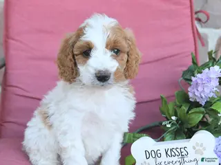 Miniature Poodle dogs for sale: Lilly - Ad 1
