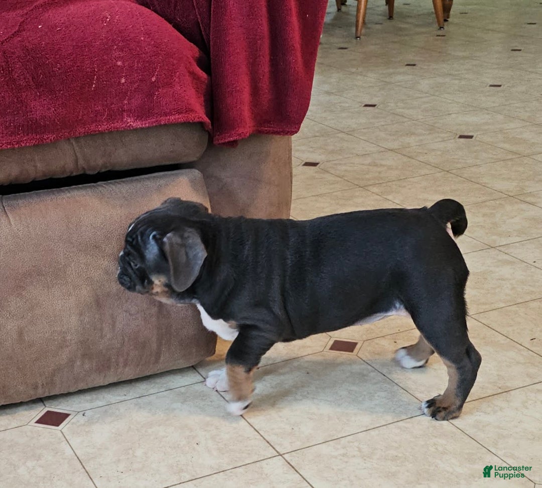 Mixed Breed dogs for sale: Blue Beauty - Ad 6