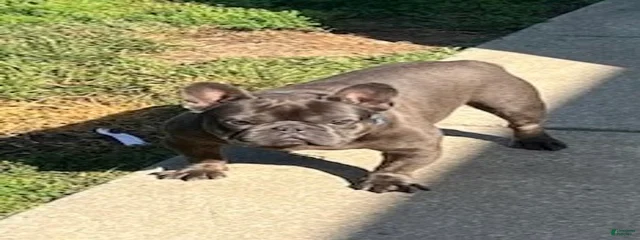 Blu Boy V