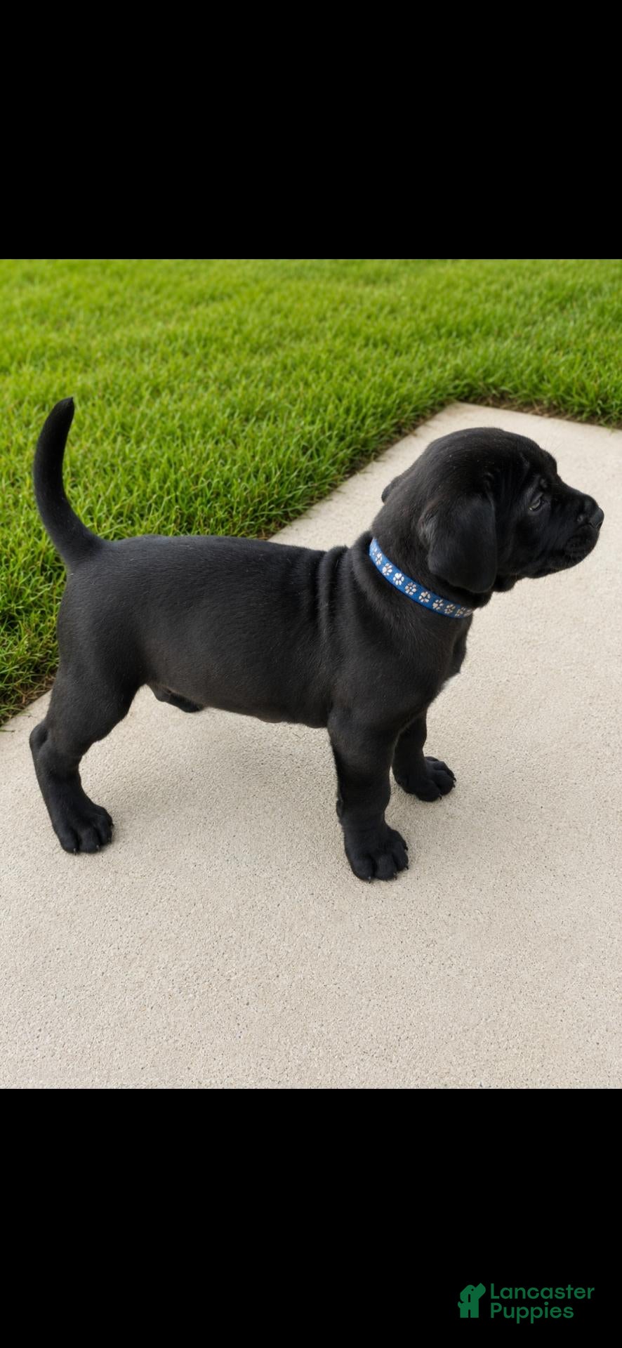 Presa Canario dogs Presa Canario 1 - Ad 12