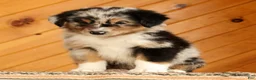Australian Shepherd dogs for sale: Bella - Ad 5
