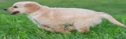 Golden Retriever dogs for sale: Diesel - Ad 10