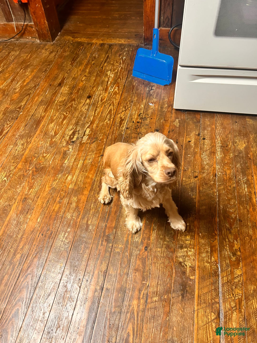 Cocker Spaniel dogs for sale: Jaja - Ad 4