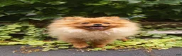 Pomeranian dogs for sale: Ana Nova - Ad 3