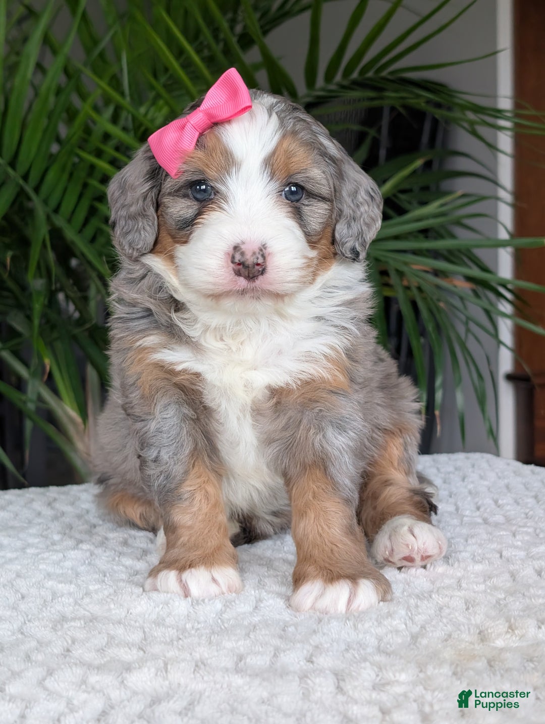 Mini Bernedoodle dogs for sale: Mini Allie  - Ad 9
