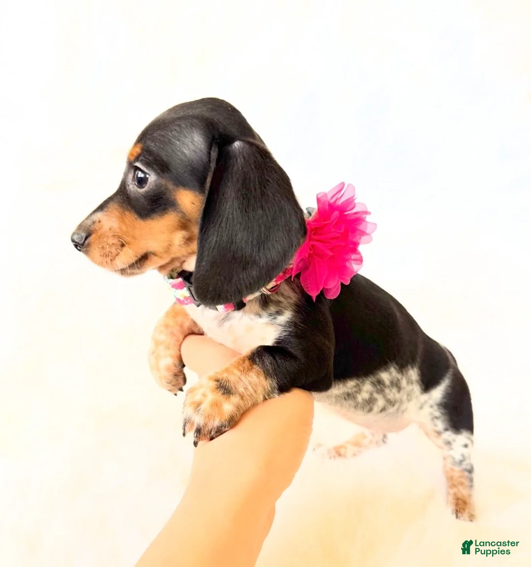 Miniature Dachshund dogs for sale: AKC Opal - Ad 2