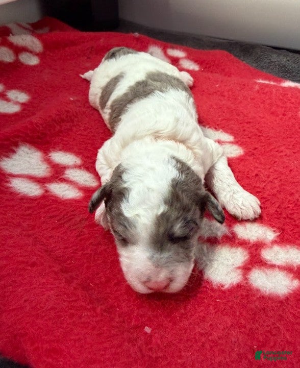 Miniature Poodle dogs Miniature Poodle Orange - Ad 1