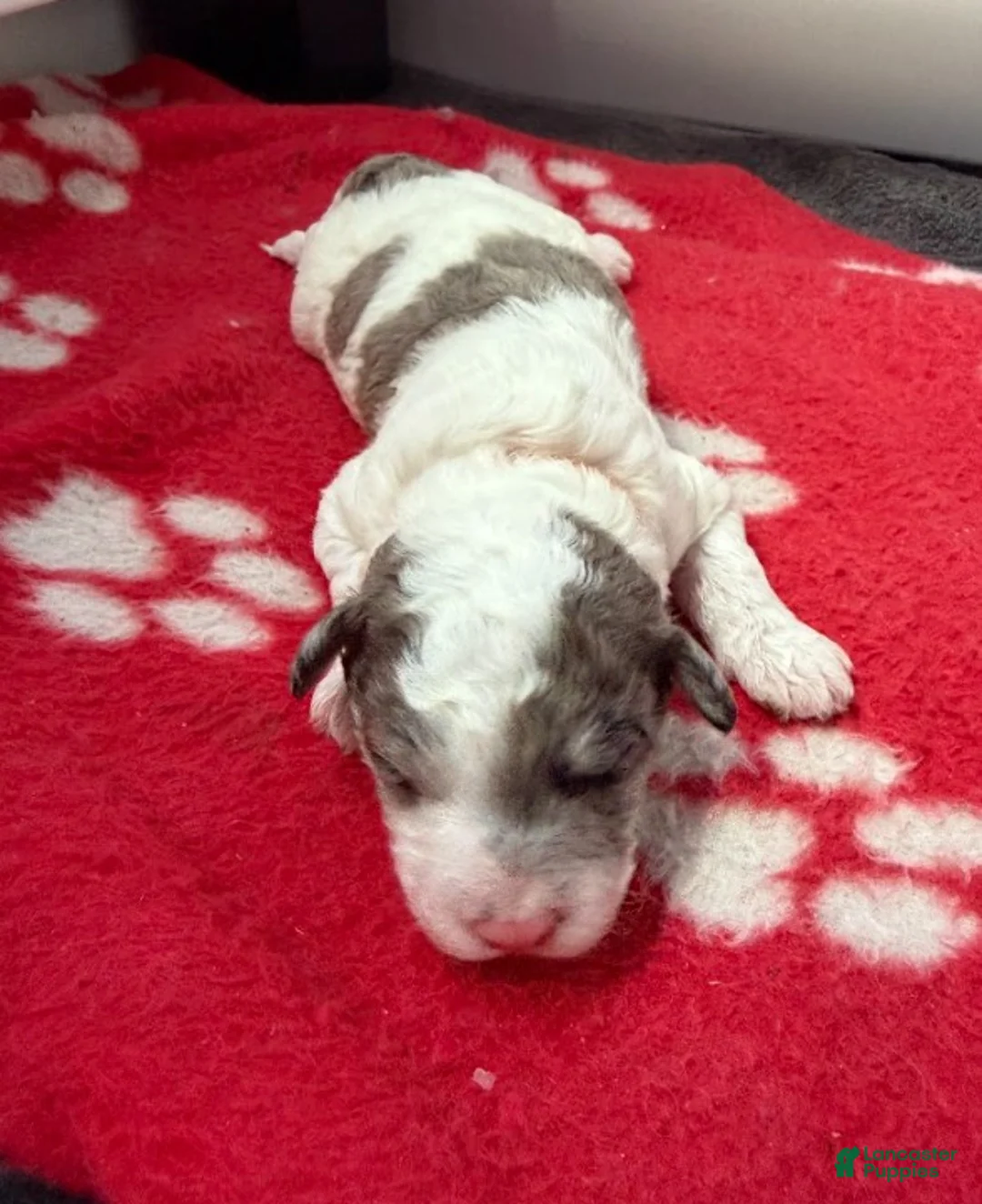 Miniature Poodle dogs for sale: Miniature Poodle Orange - Ad 1