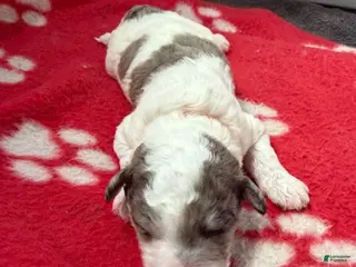 Miniature Poodle dogs for sale: Miniature Poodle Orange - Ad 3