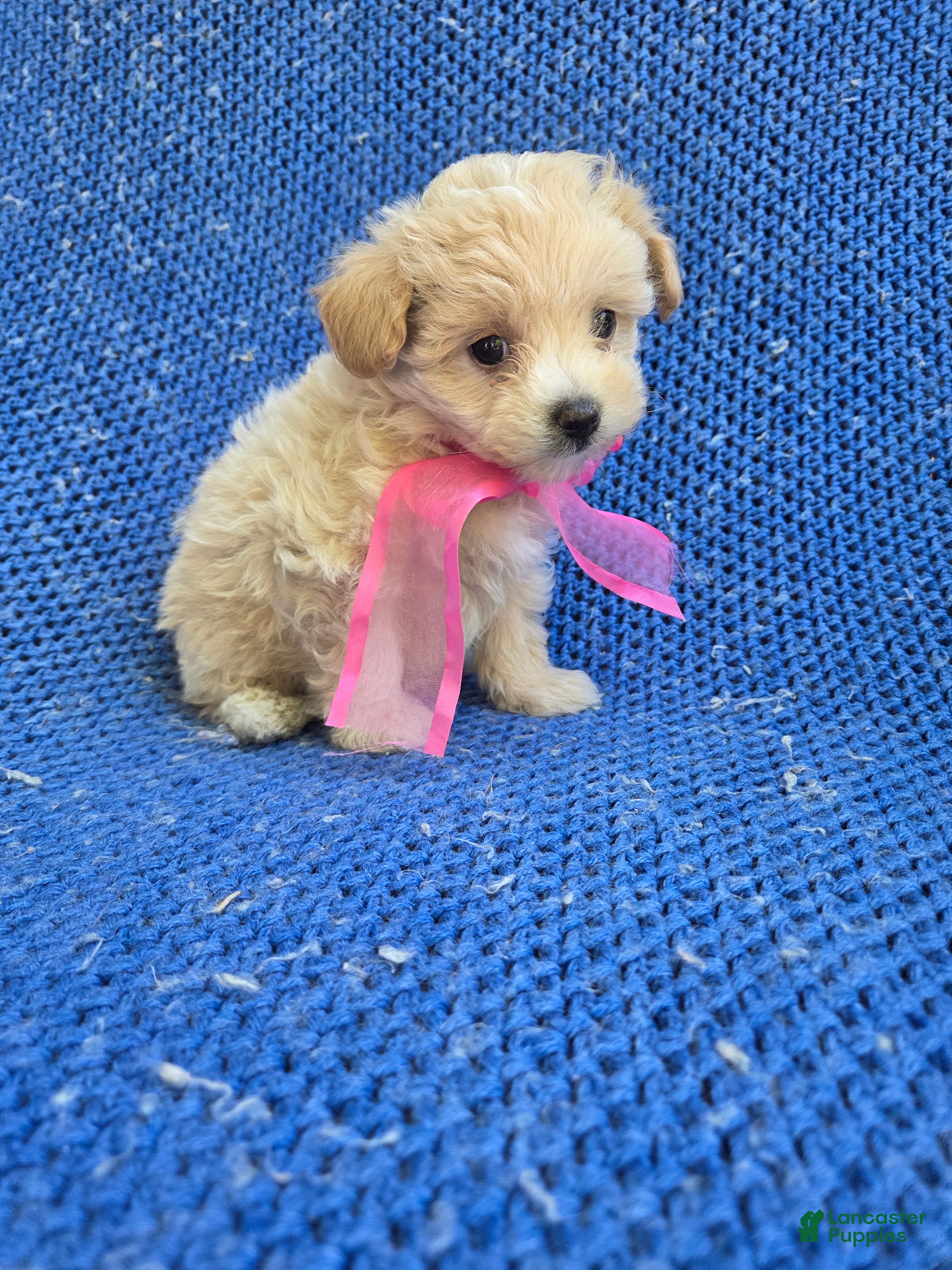 Maltipoo dogs Molly  - Ad 26