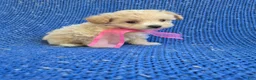 Maltipoo dogs for sale: Molly  - Ad 1