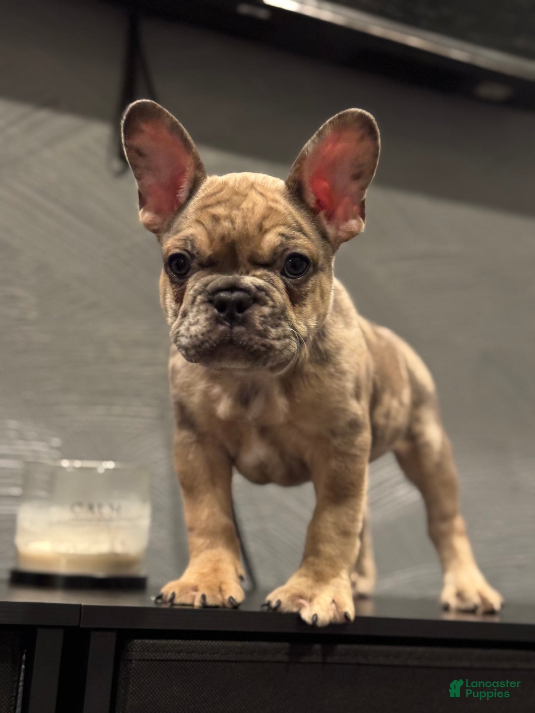 French Bulldog dogs for sale: French Bulldog Puppy 1 - Ad 2