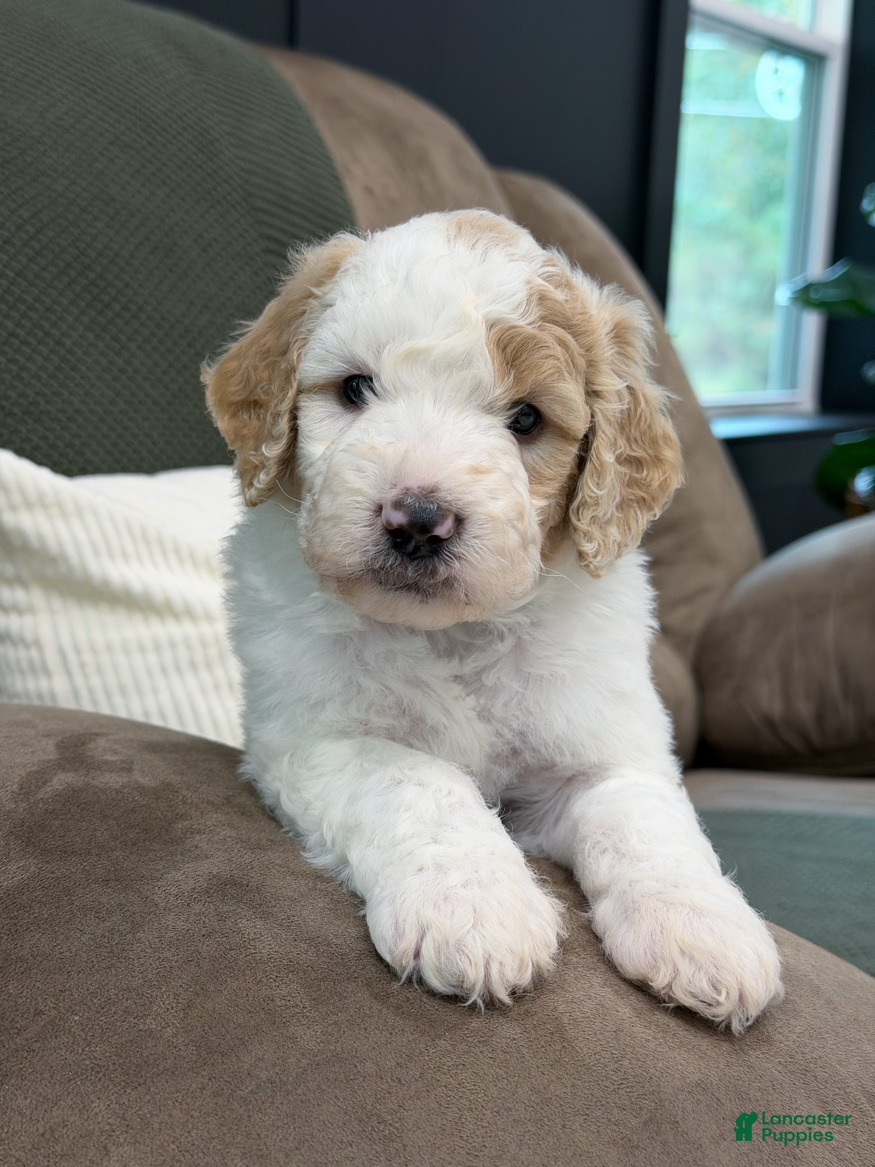 Goldendoodle dogs Canyon - Ad 16
