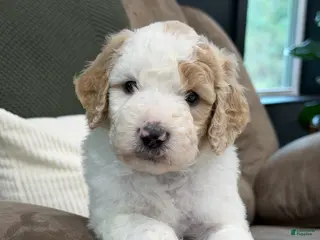 Goldendoodle dogs Canyon - Ad 16