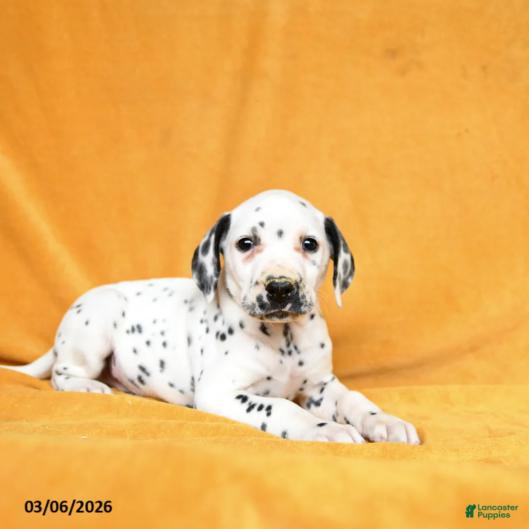 Dalmatian dogs for sale: Carter - Ad 2