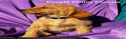 Goldendoodle dogs for sale: Goldendoodle 4 - Ad 1