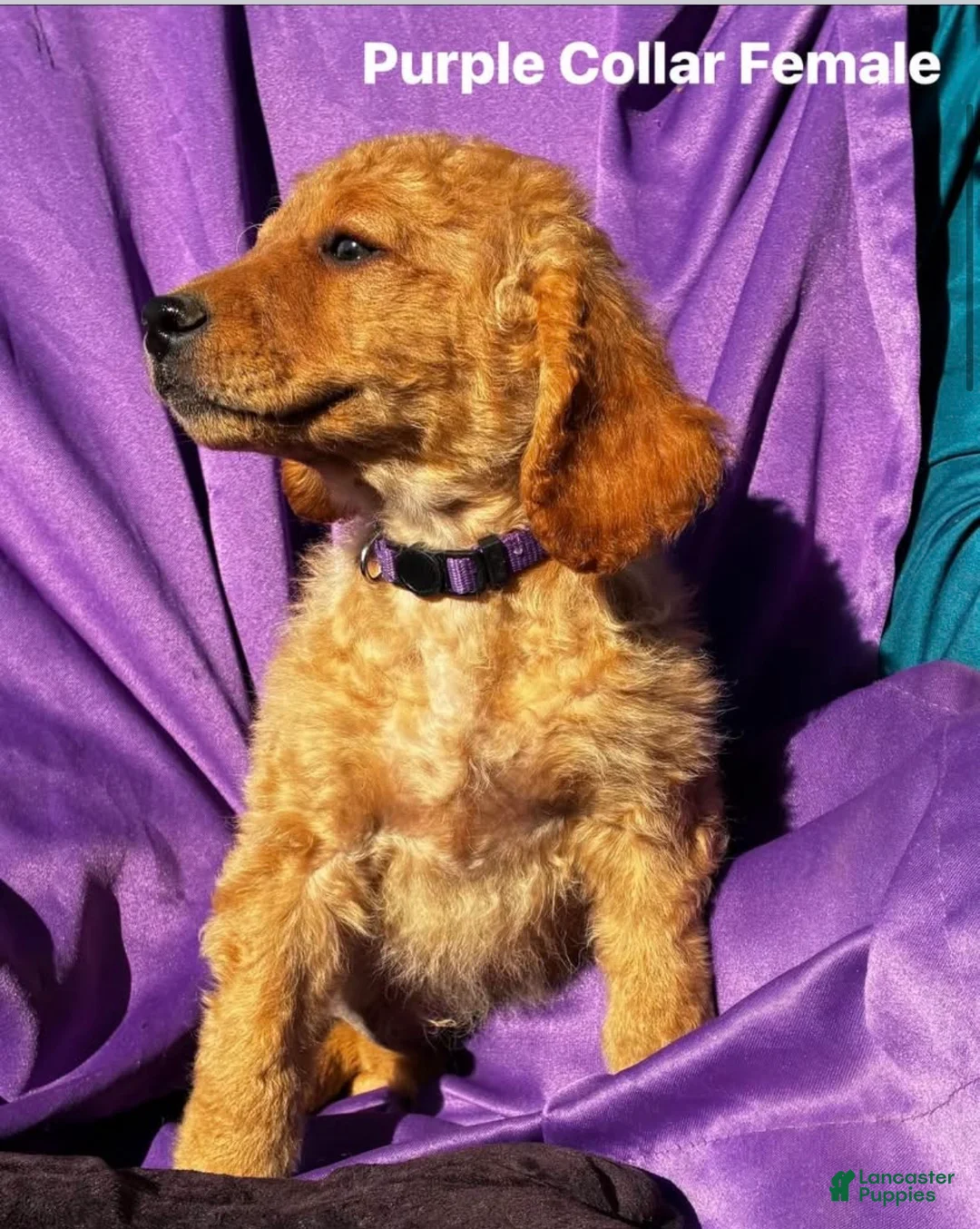 Goldendoodle dogs for sale: Goldendoodle 4 - Ad 1