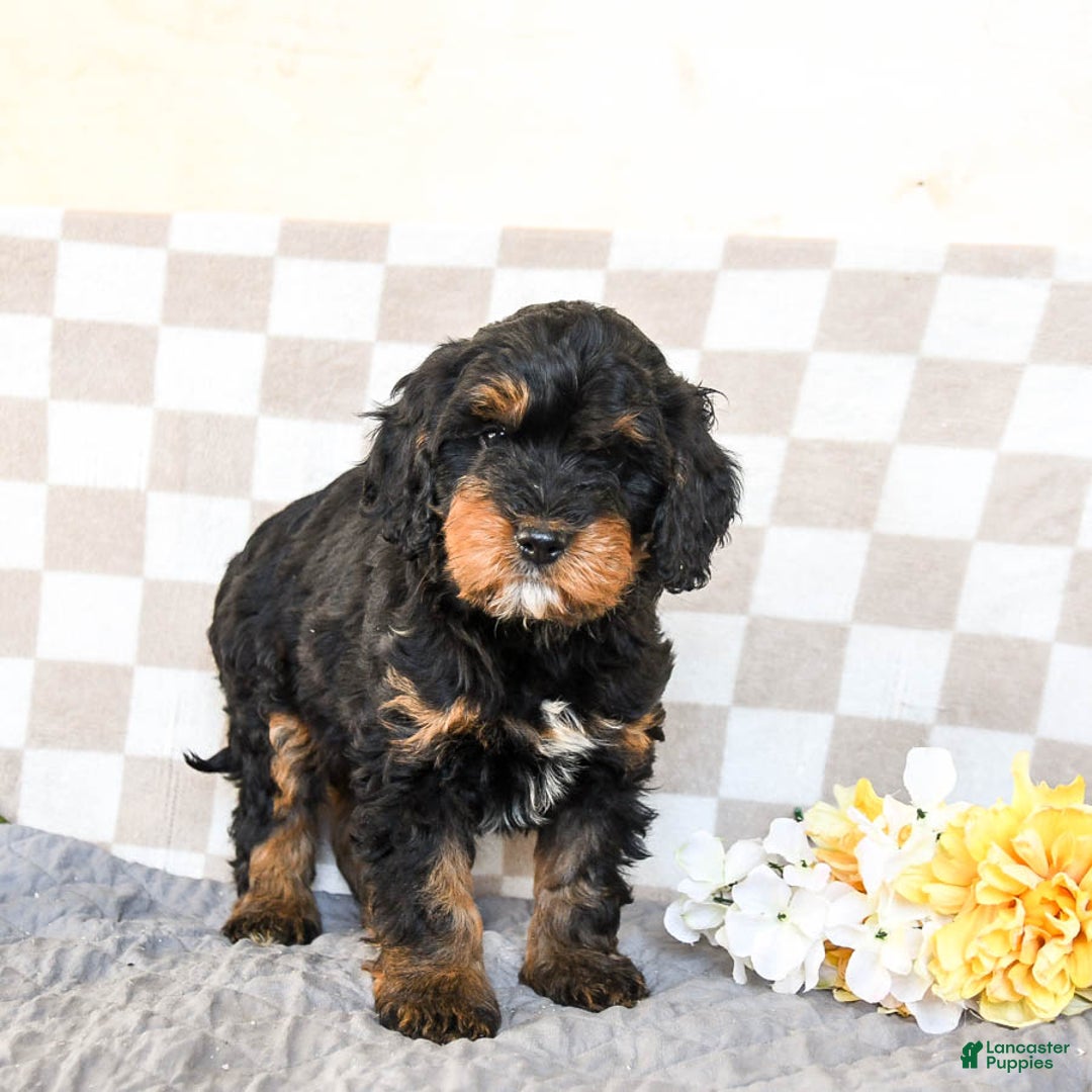 Cavapoo dogs for sale: Rex - Ad 1