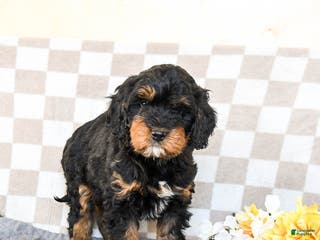Cavapoo dogs Rex - Ad 6
