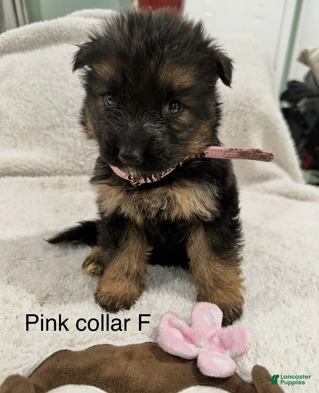 German Shepherd dogs for sale: German Shepherd Puppy 8 - Ad 1