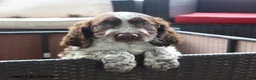 English Springer Spaniel dogs for sale: Macky - Ad 4