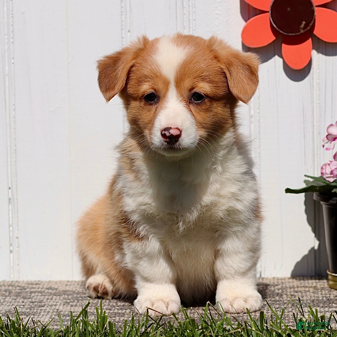 American Corgi dogs Jess - Ad 2