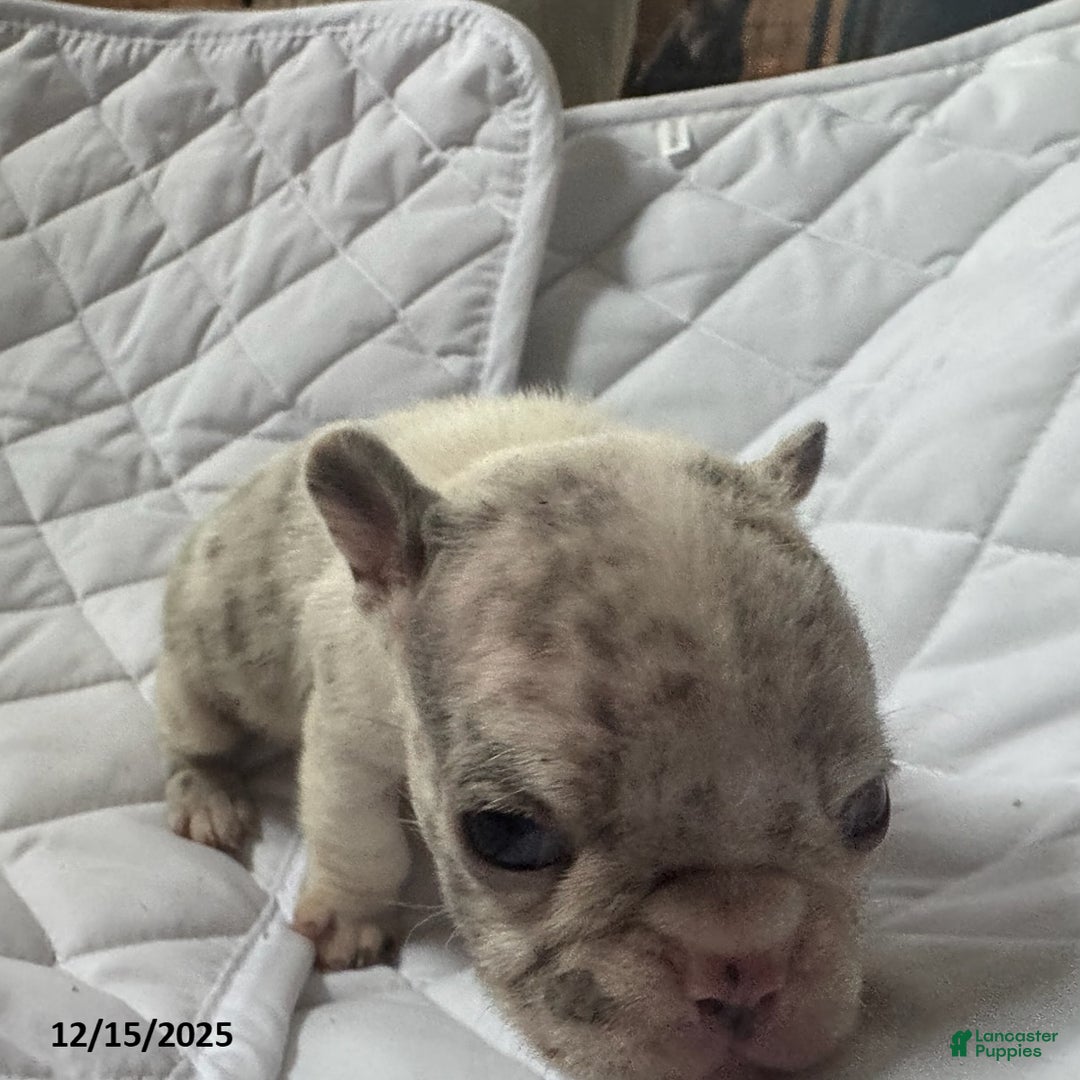 French Bulldog dogs for sale: Lilac - Ad 3