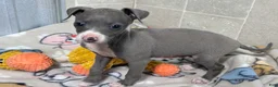 Italian Greyhound dogs for sale: Buzz - Ad 5