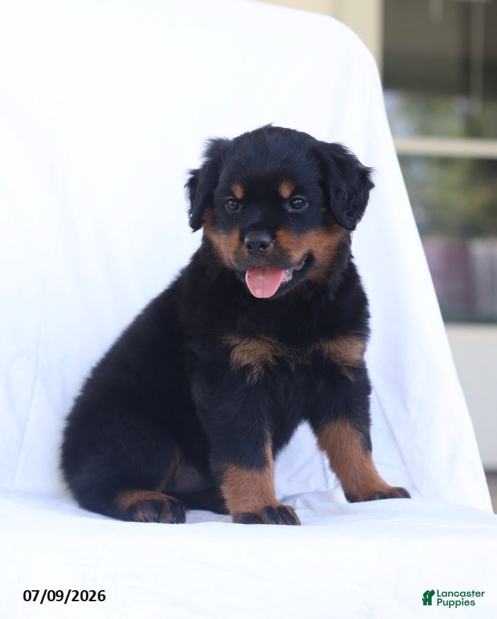 Rottweiler dogs Kora - Ad 1